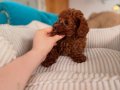 Aşıları Tam Orijinal Irk Garantili Toy Poodle 
