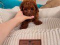 Aşıları Tam Orijinal Irk Garantili Toy Poodle 