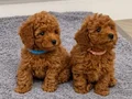 Aşıları Tam Orijinal Toy Poodle bebekleri