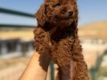 Yuvasını Bekleyen Safkan Toy Poodle 