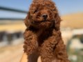 Yuvasını Bekleyen Safkan Toy Poodle 