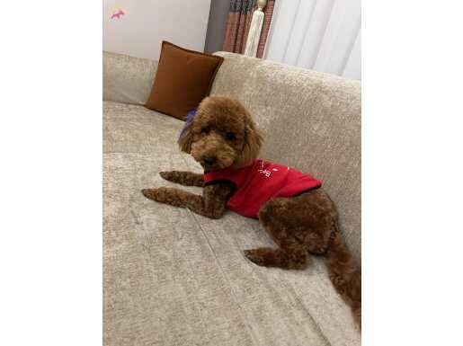 Kızıl Bukleli Oscar: Sosyal Ortamların Yeni Yıldızı Toy Poodle