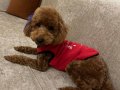 Kızıl Bukleli Oscar: Sosyal Ortamların Yeni Yıldızı Toy Poodle