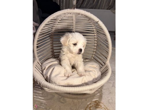 Tuvalet Eğitimli Oyuncak Gibi Bembeyaz 2 Aylık Maltese Terrier