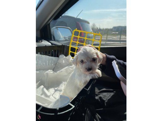 2 Aylık Erkek Malties Terrier 