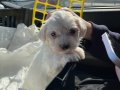 2 Aylık Erkek Malties Terrier 