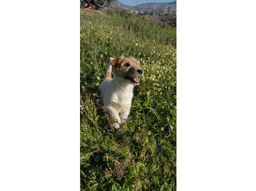 FIC KIF A Şecere Belgeli Safkan Jack Russell Yavruları