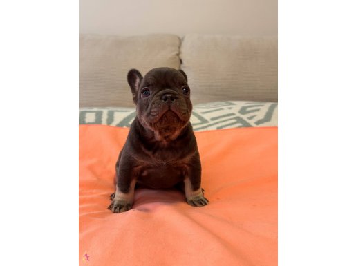 Ev Ortamında Yetişen Maskeli French Bulldog Yavruları