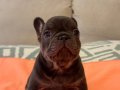 Ev Ortamında Yetişen Maskeli French Bulldog Yavruları