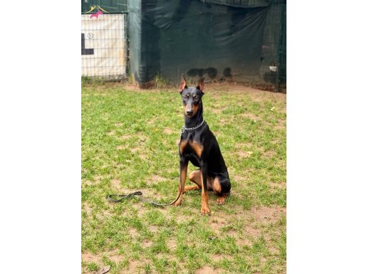 AİLE DOSTU DOBERMAN