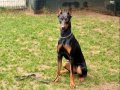 AİLE DOSTU DOBERMAN