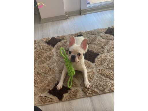 Ev Sahibi Engeli Nedeniyle Acil Yuva Arıyoruz: Maskeli French Bulldog
