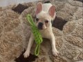 Ev Sahibi Engeli Nedeniyle Acil Yuva Arıyoruz: Maskeli French Bulldog