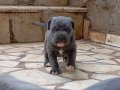  A KALİTE CANE CORSO