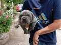  A KALİTE CANE CORSO