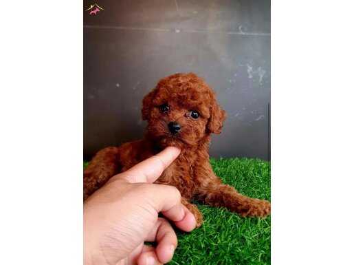 RED TOY POODLE YAVRULAR | EVİNİZİN YENİ NEŞESİ