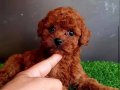 RED TOY POODLE YAVRULAR | EVİNİZİN YENİ NEŞESİ