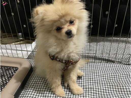 Kayseri Melikgazi’de Acil! Tüm Eşyalarıyla Sosyal Kelebek Pomeranian Boo