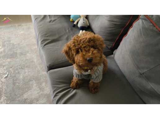 POODLE KÖPEĞİMİZ- ESENYURT