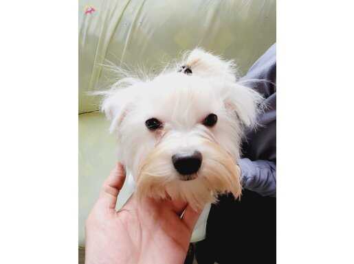 Eğitimli İnsan Delisi Kar Beyazı Maltese Terrier - 8 Aylık Sosyal Yakışıklı