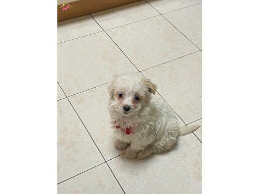 Karma Aşılı Tertemiz Bembeyaz 4 Aylık Maltese Terrier
