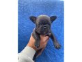 Mavi Gözlü Merle French Bulldog Yavruları 