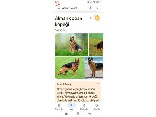 2.5 aylık alman çoban kurdu yavrusu erkek 