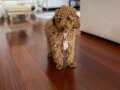 ÜCRETSİZ TOY POODLE ERKEK