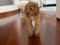 ÜCRETSİZ TOY POODLE ERKEK