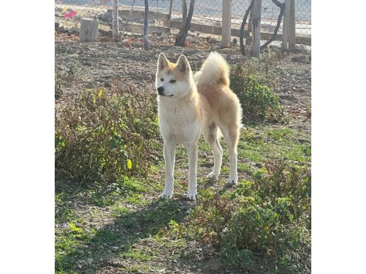 akita japon karneli aşıları tam