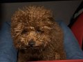 6 AYLIK DİŞİ AŞILARI YAPILMIŞ POODLE