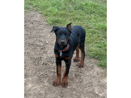 3.5 Aylık Estetikli Erkek Doberman