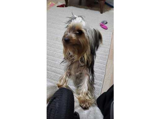 9 aylık Erkek Yorkshire Terrier