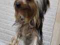 9 aylık Erkek Yorkshire Terrier