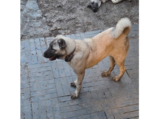 Orjinal 8 aylık dişi erkek kangal yavruları