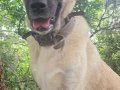 Safkan 1 Yaşında Dişi Erkek Kangal