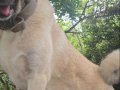 Safkan 1 Yaşında Dişi Erkek Kangal