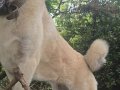 Safkan 1 Yaşında Dişi Erkek Kangal