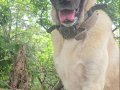 Safkan 1 Yaşında Dişi Erkek Kangal