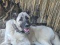Safkan 1 Yaşında Dişi Erkek Kangal