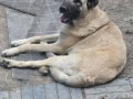 Safkan 1 Yaşında Dişi Erkek Kangal