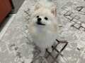 Kusursuz eğitimli pomeranian boo erkek 10 aylık 