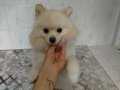 Kusursuz eğitimli pomeranian boo erkek 10 aylık 
