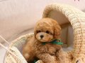 BAL KÜPÜ SAFKAN TOY POODLE BEBEKLERİM 
