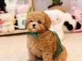 BAL KÜPÜ SAFKAN TOY POODLE BEBEKLERİM 