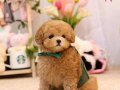 BAL KÜPÜ SAFKAN TOY POODLE BEBEKLERİM 