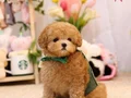 BAL KÜPÜ SAFKAN TOY POODLE BEBEKLERİM 