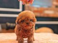 HİPOALERJANİK TOY POODLE BEBEKLERİM 