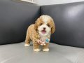 ÇİFT RENK BEYAZ AKITMALİ MUAZZAM GÜZELLİKTE TOY POODLE BEBEK
