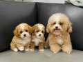 ÇİFT RENK BEYAZ AKITMALİ MUAZZAM GÜZELLİKTE TOY POODLE BEBEK